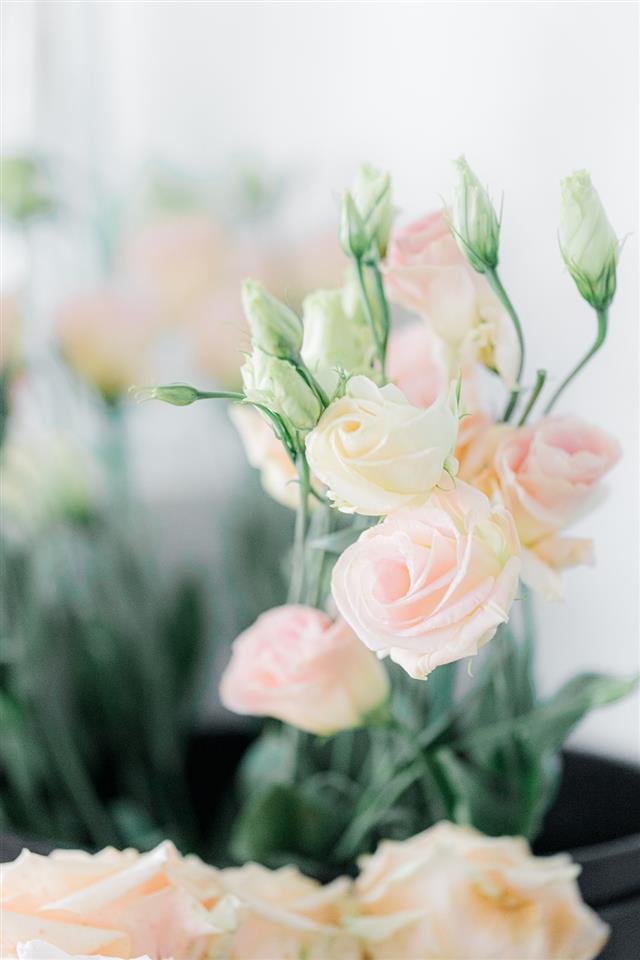 Fresh flower bank of local bedfordshire florist The Flower Mill where each flower is carefully conditioned after they arrive in the flower shop and is expertly selected by trained florist team for its colour, fragrance, or longevity.